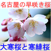 名古屋の早咲き桜の大寒桜と寒緋桜を紹介するイメージ画像