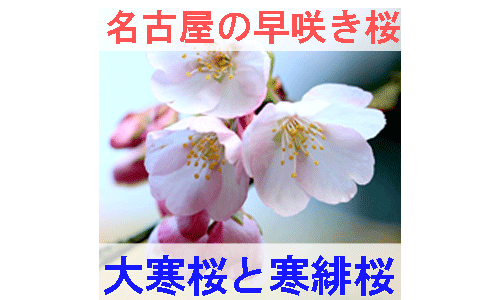 名古屋の早咲き桜の大寒桜と寒緋桜を紹介するイメージ画像