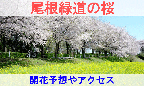 尾根緑道の桜の開花予想とアクセス方法を紹介するイメージ画像