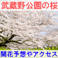武蔵野公園の桜の開花予想とアクセス方法を紹介するイメージ画像