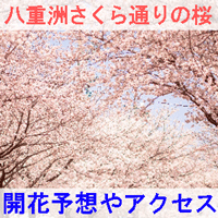 八重洲さくら通りの桜の開花予想とアクセス方法を紹介するイメージ画像