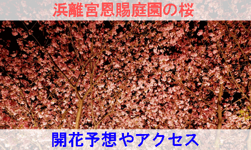 浜離宮恩賜庭園の桜の開花予想とアクセス方法を紹介するイメージ画像