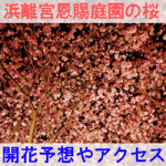浜離宮恩賜庭園の桜の開花予想とアクセス方法を紹介するイメージ画像