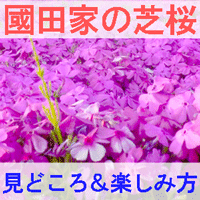 國田家の芝桜の見どころと楽しみ方を紹介する画像