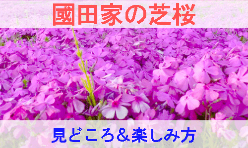 國田家の芝桜の見どころと楽しみ方を紹介する画像