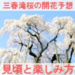 三春滝桜の開花予想と見ごろと楽しみ方を紹介する画像