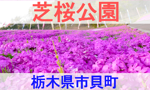 栃木県市貝町の芝桜公園を紹介するイメージ画像