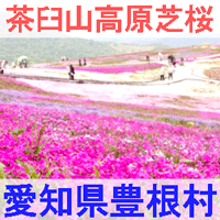 愛知県豊根村の茶臼山高原芝桜を紹介するイメージ画像