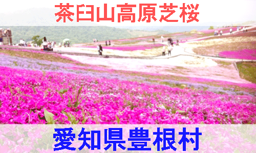 愛知県豊根村の茶臼山高原芝桜を紹介するイメージ画像