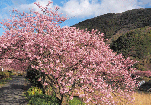 河津桜の画像