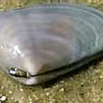 ナミノコ貝の写真